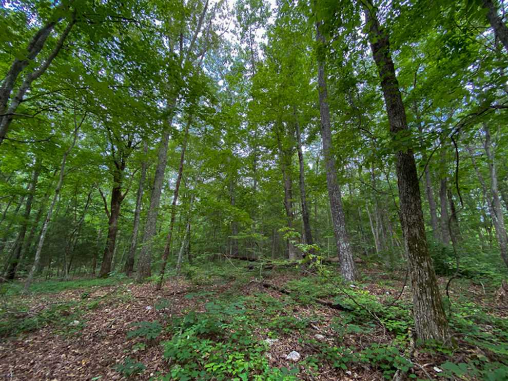 225 acres of Investment and Recreational Land for Sale in Person County! Real estate listing