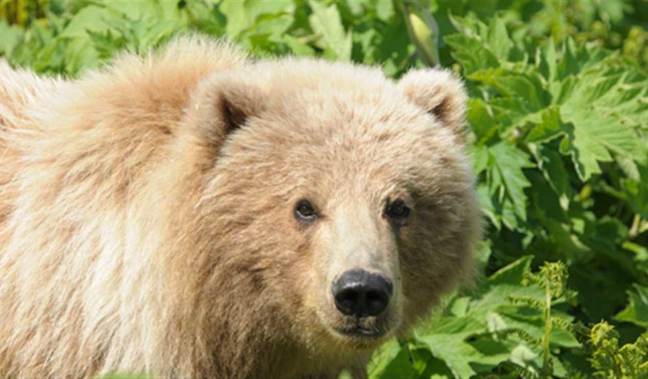 20 Acres of Land for Sale in kodiak island County, Alaska