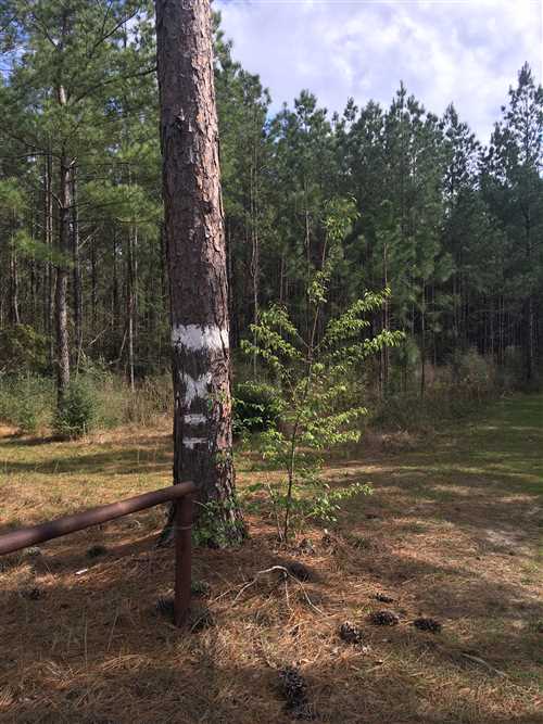 80.72 Acres of Recreational land for sale in DeRidder, beauregard County, Louisiana