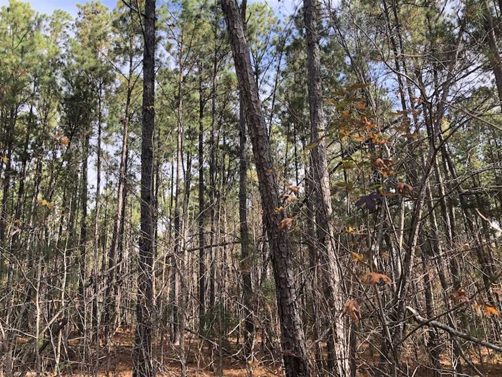 Timberland real estate available to buy