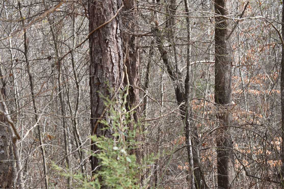 12 Acres of Recreational land for sale in Rosston, nevada County, Arkansas