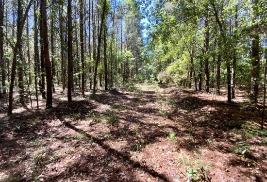 40.01 Acres of Land for Sale in madison County Florida
