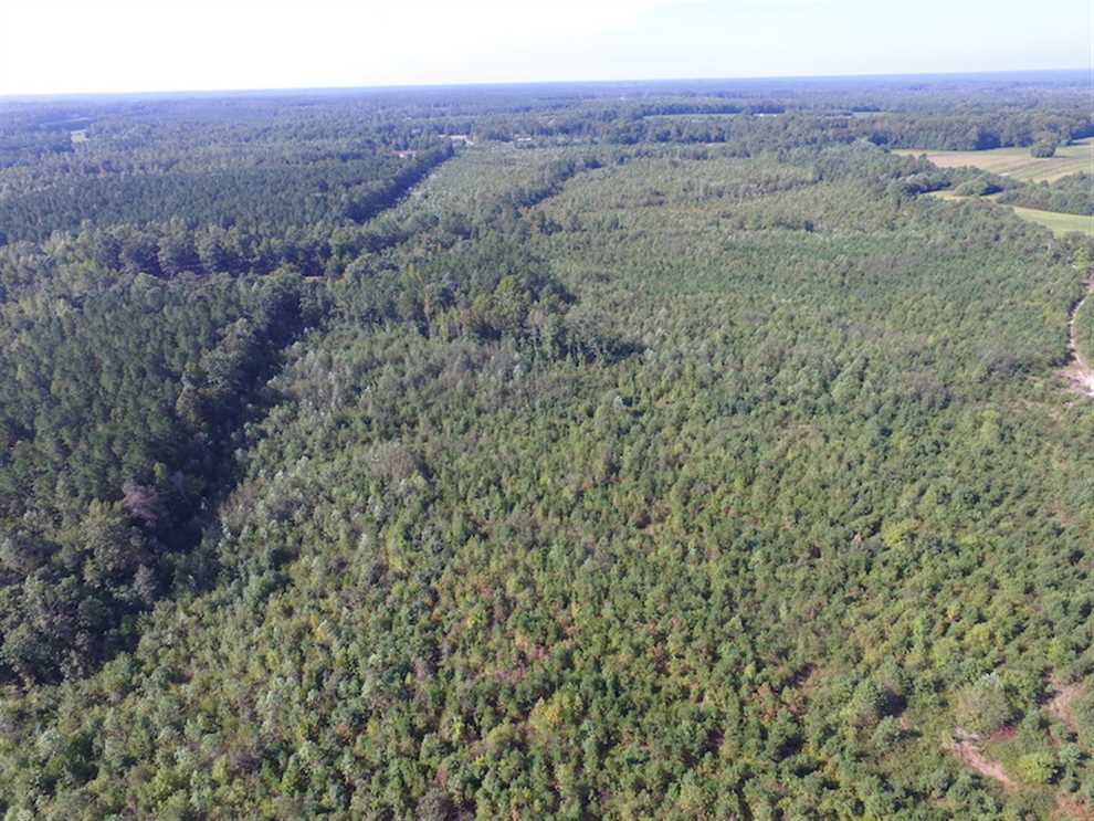 REDUCED!  103 Acres of Hunting and Investment Land For Sale in Dinwiddie County VA! Real estate listing