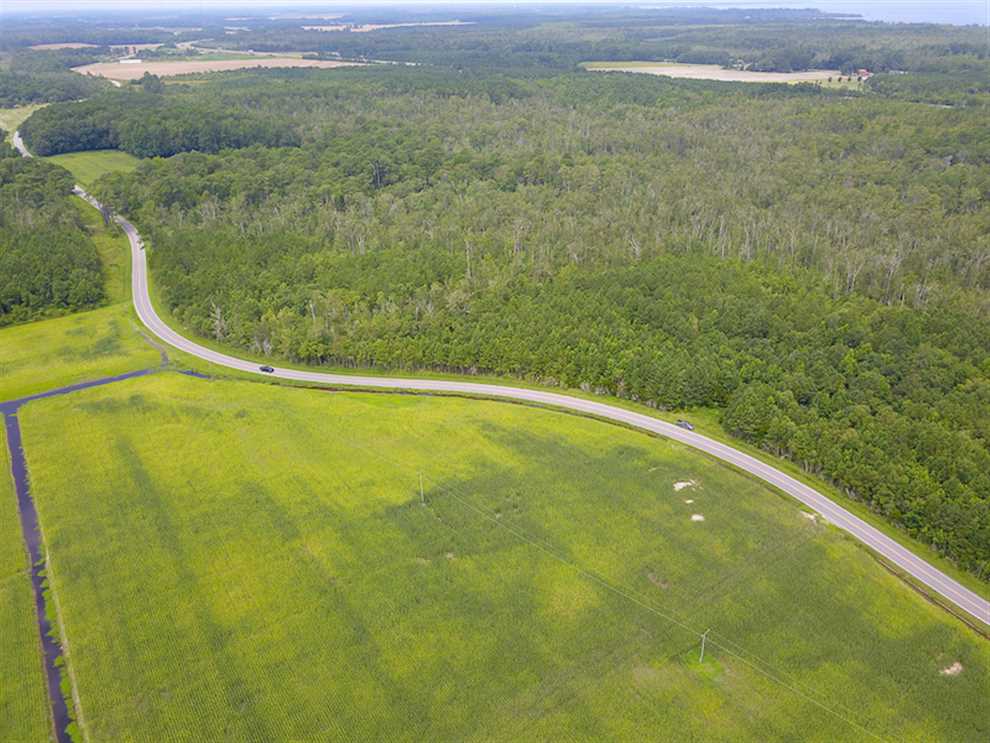 REDUCED!  97 Acres of Farm and Timber Land For sale in Tyrrell County NC! Real estate listing