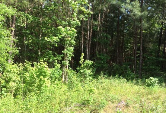 57 Acres of Land for Sale in beauregard County Louisiana