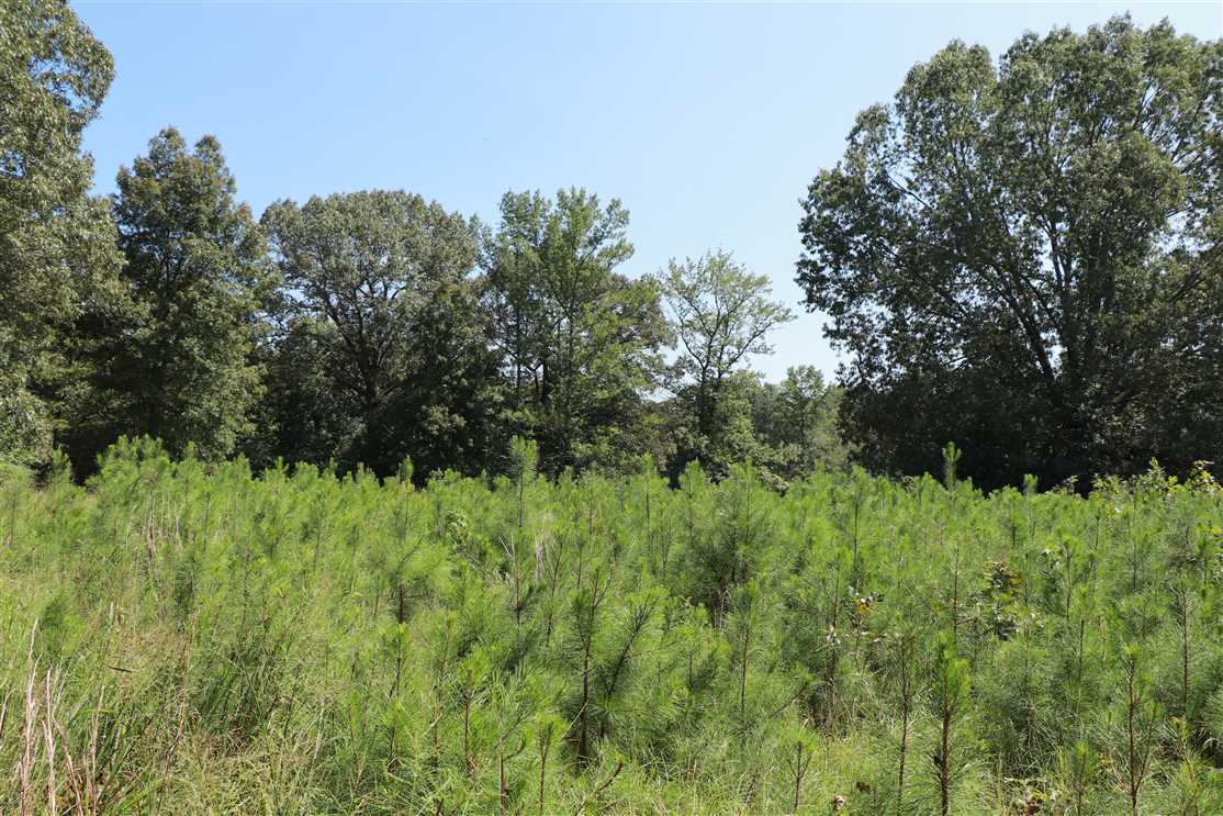 Houses and land for sale in Arkansas