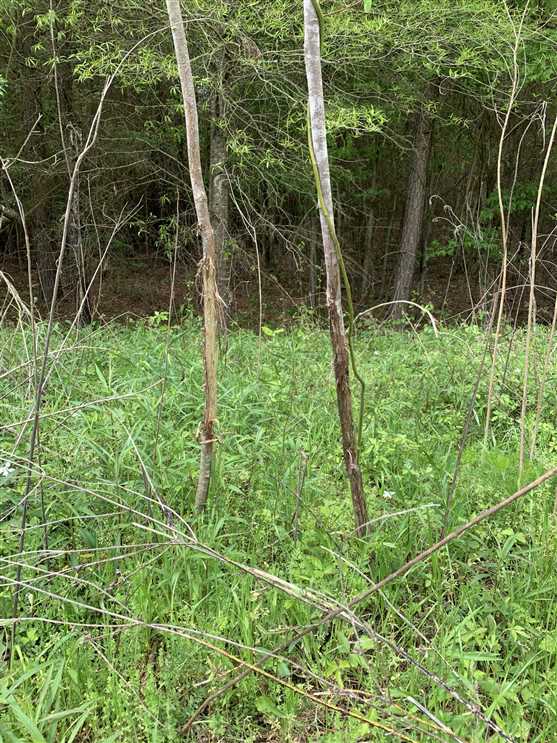Land for sale to buy in 71837 zip code