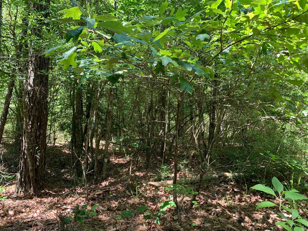 30 Acres of Land for sale in jackson County, Louisiana