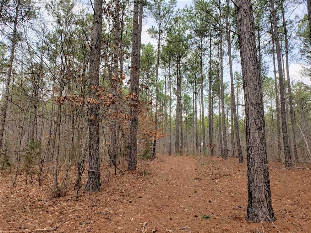 Timberland real estate available to buy