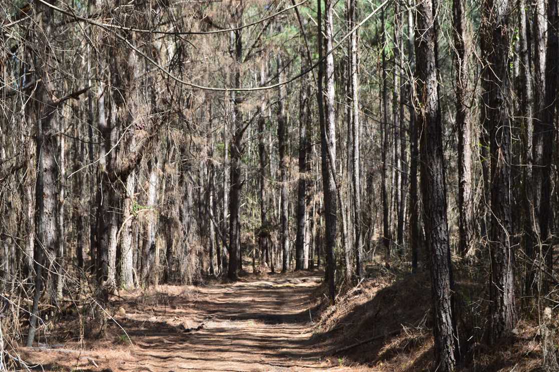 Houses and land for sale in Mississippi