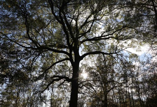 739 Acres of Land for Sale in hopkins County Texas