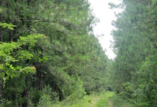 162.52 Acres of Land for Sale in san augustine County Texas