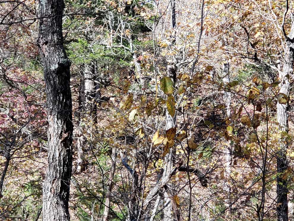Ozark Timberland near Harrison Arkansas. Real estate listing