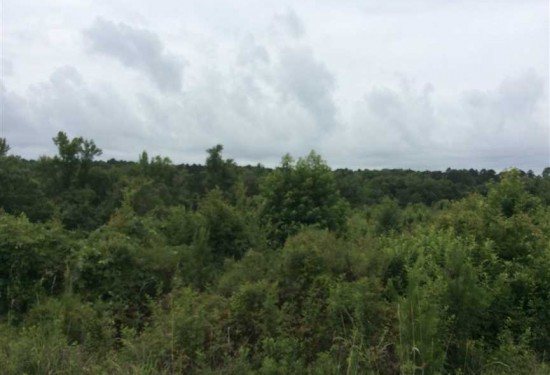 39.6 Acres of Land for Sale in winn County Louisiana