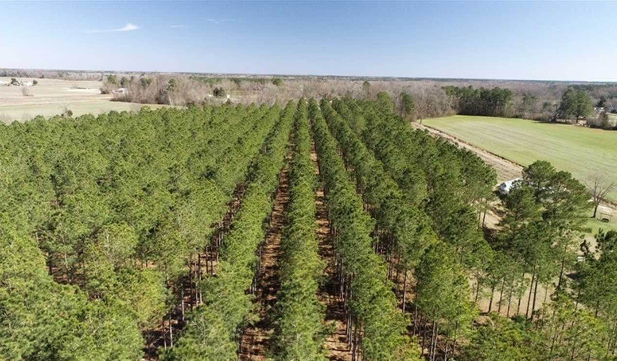 Timberland real estate available to buy