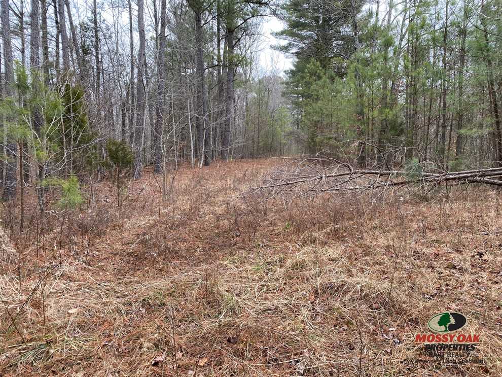 157 Acres of Hunting Land for Sale Real estate listing