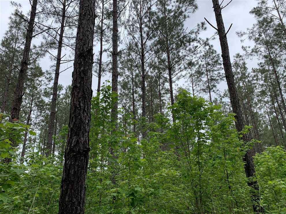 Timberland real estate available to buy