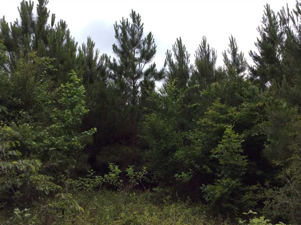 Timberland real estate available to buy