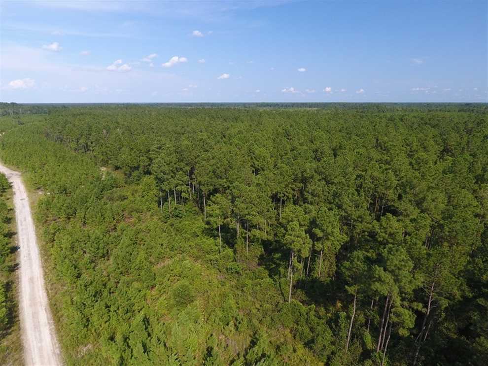 233 Acres of Timber and Hunting Land For Sale in Bladen County NC! Real estate listing
