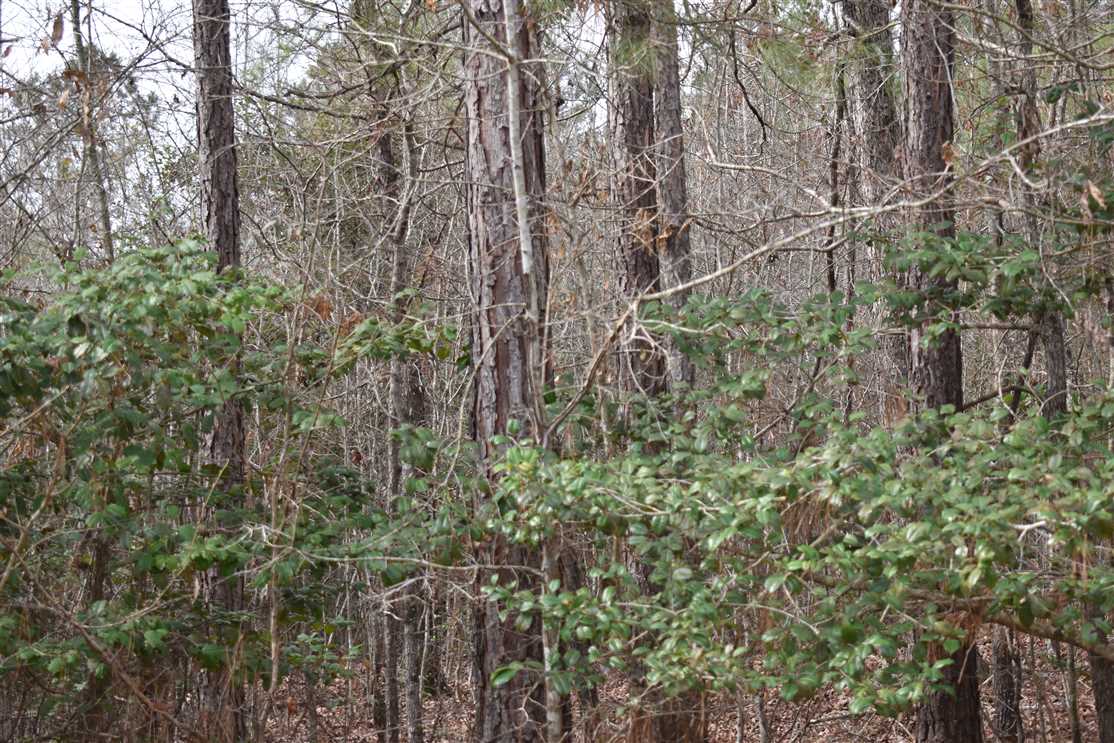Land for sale to buy in 71858 zip code