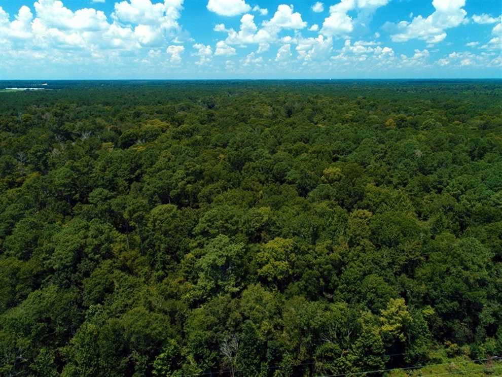 16.53 Acres of Residential land for sale in Chinquapin, duplin County, North Carolina