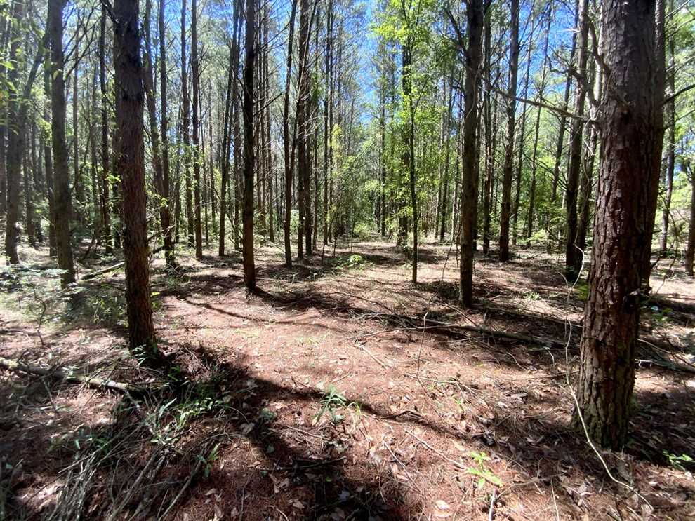 40.01 Acres of Land for sale in madison County, Florida
