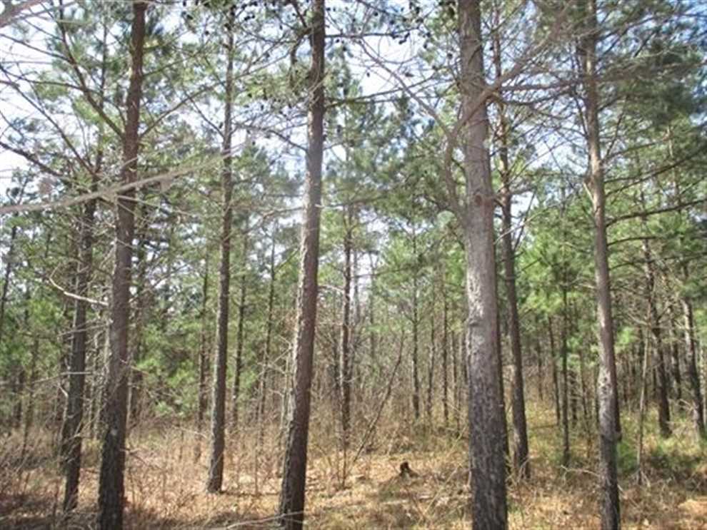 Timberland real estate available to buy