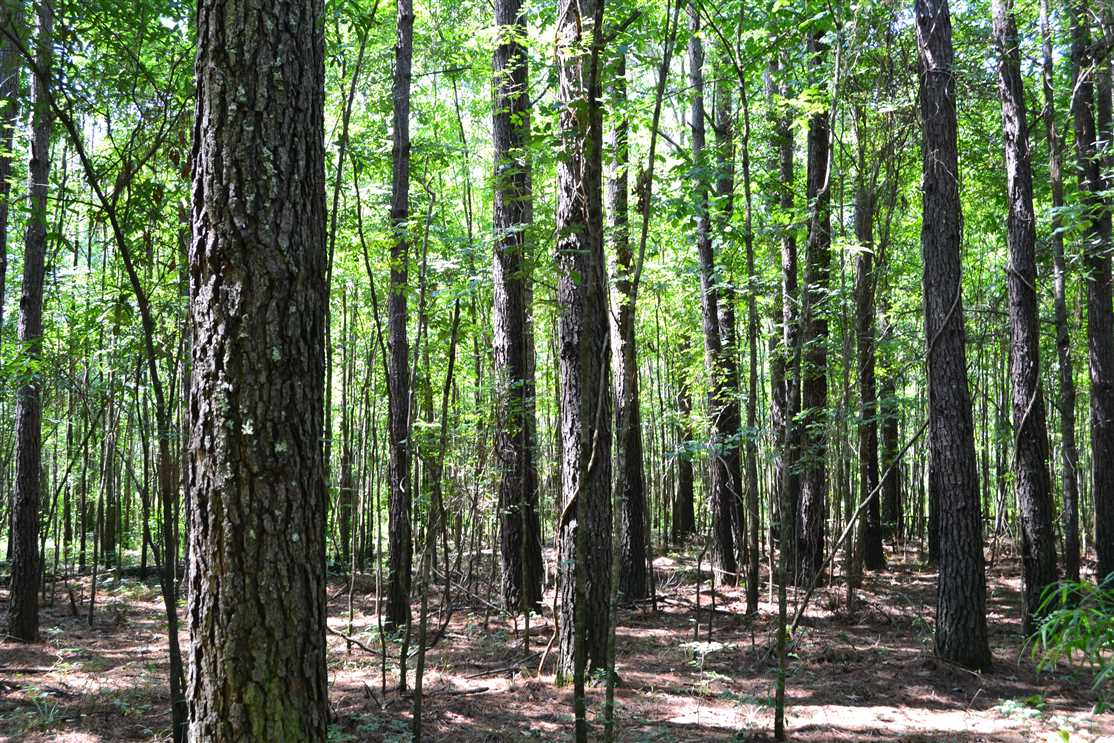 Houses and land for sale in Arkansas