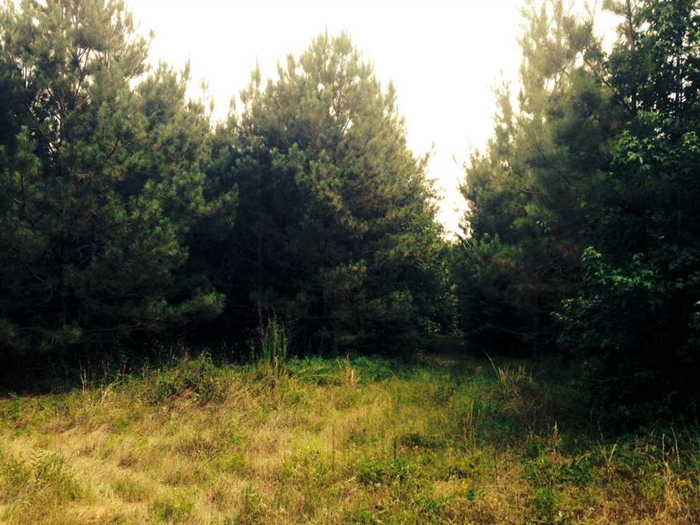 Highway 1240-James Road Tract, Grant Parish, 113 Acres +/- Real estate listing