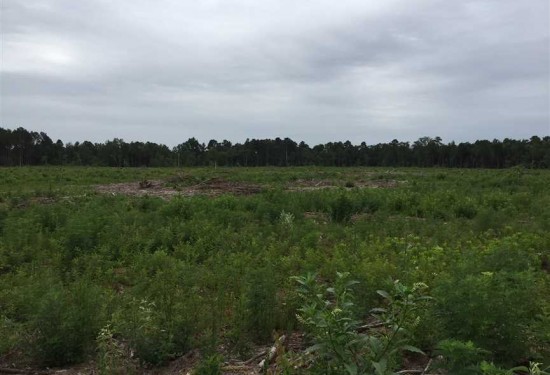114.91 Acres of Land for Sale in ouachita County Louisiana
