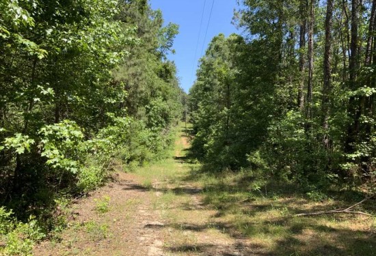 160 Acres of Land for Sale in grant County Louisiana