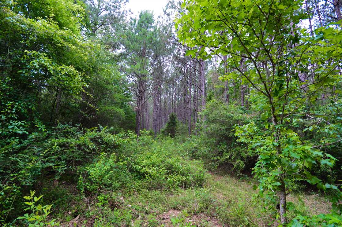 Houses and land for sale in Texas