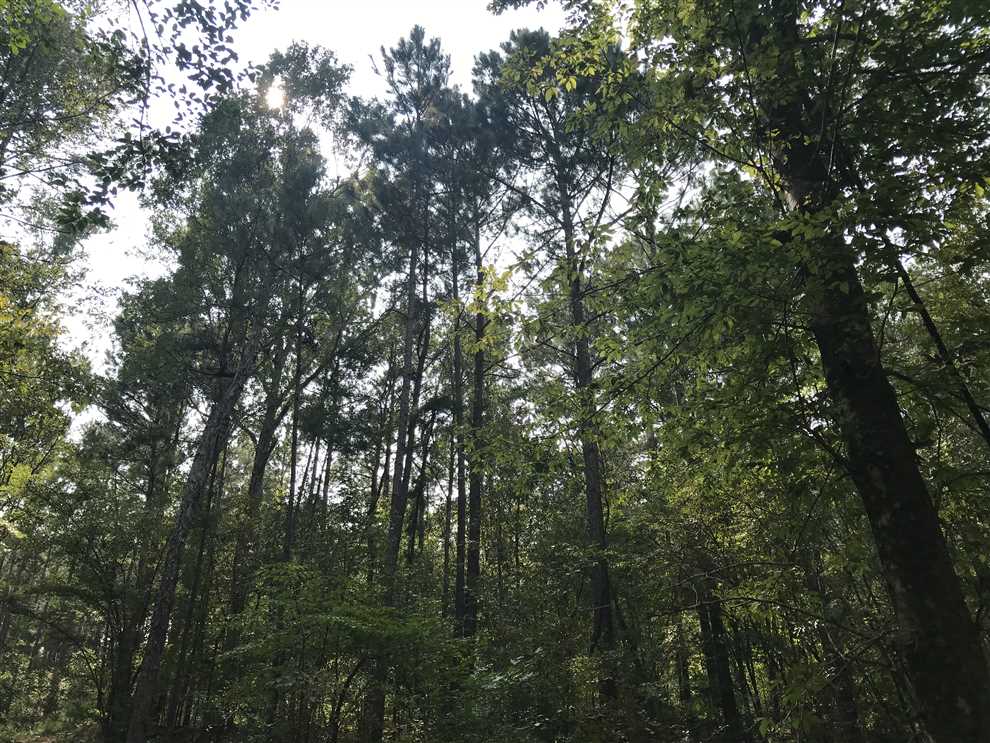 162.52 Acres of Recreational land for sale in White Rock, san augustine County, Texas