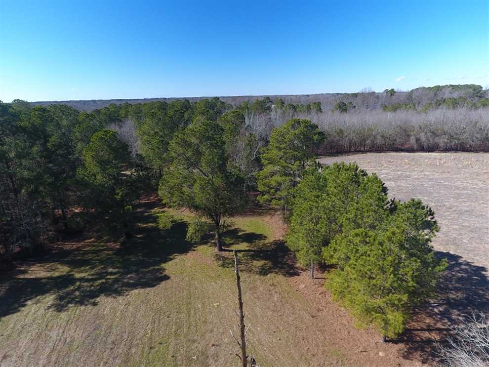 147.5 acres of Farm, Hunting and Timberland for Sale in Robeson County NC! Real estate listing