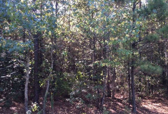 38.06 Acres of Land for Sale in grant County Louisiana