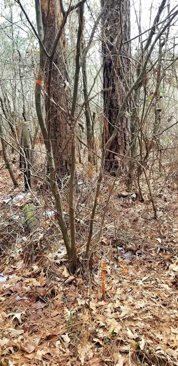 Timberland real estate available to buy