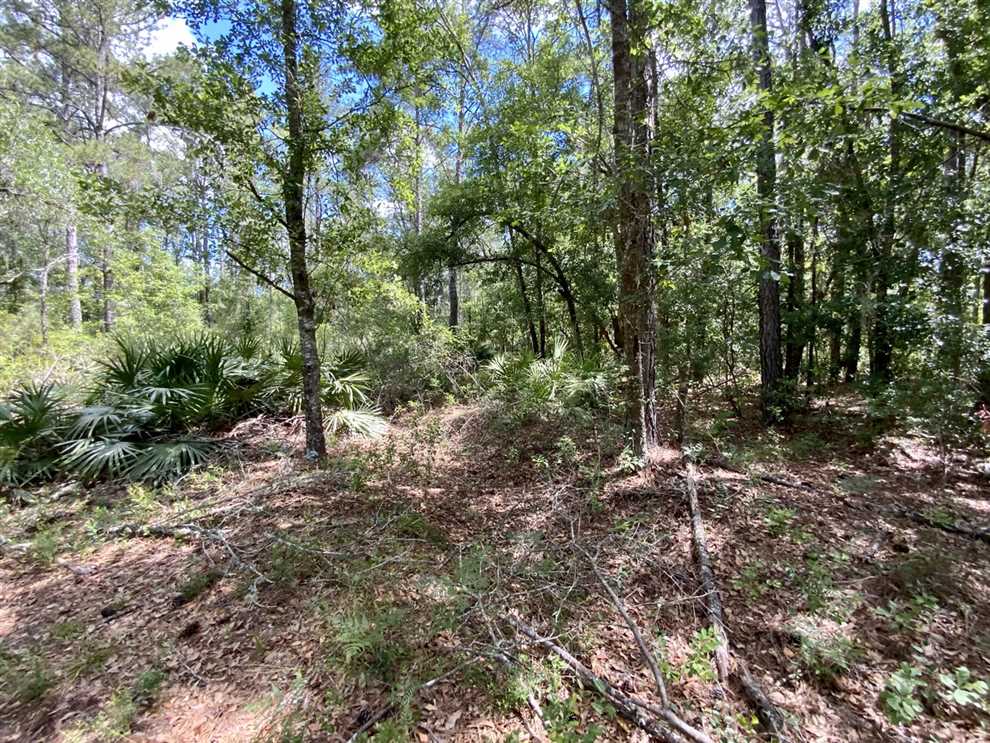 42.09 Acres of Recreational land for sale in Madison, madison County, Florida