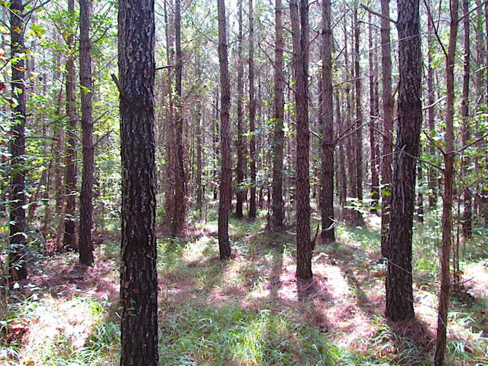 Land for sale at Lot 1 Warrique Rd