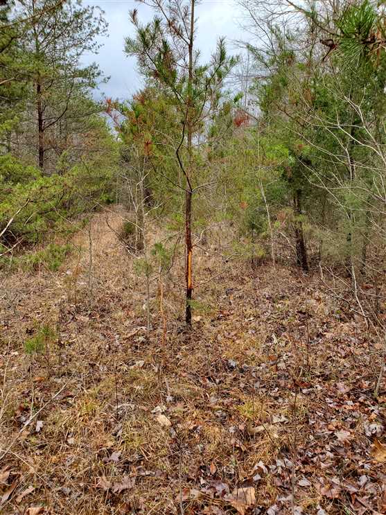 73 Acres of Land for Sale in yadkin County, North Carolina