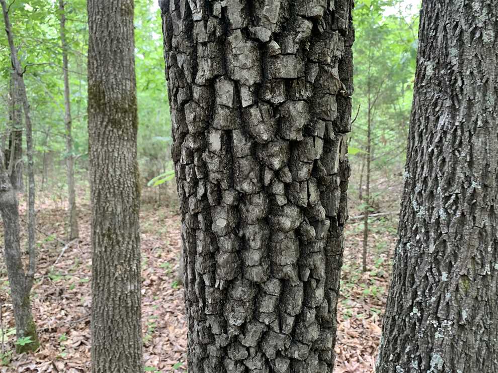80+- Duck, Deer, WMA border Timber Tract Real estate listing