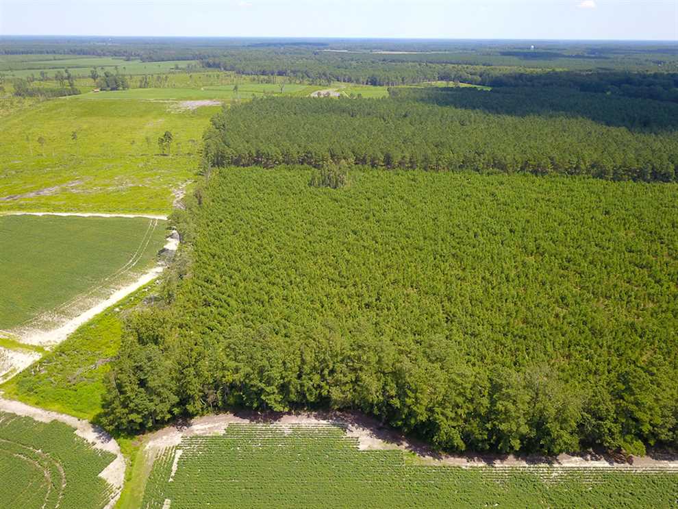 149 Acres of Timber and Hunting Land For Sale in Bertie County NC! Real estate listing