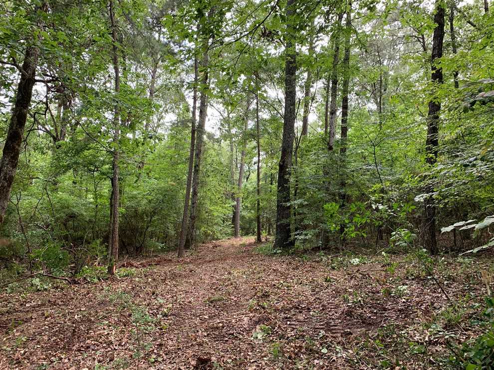 80 Acres of Land for Sale in jackson County, Louisiana