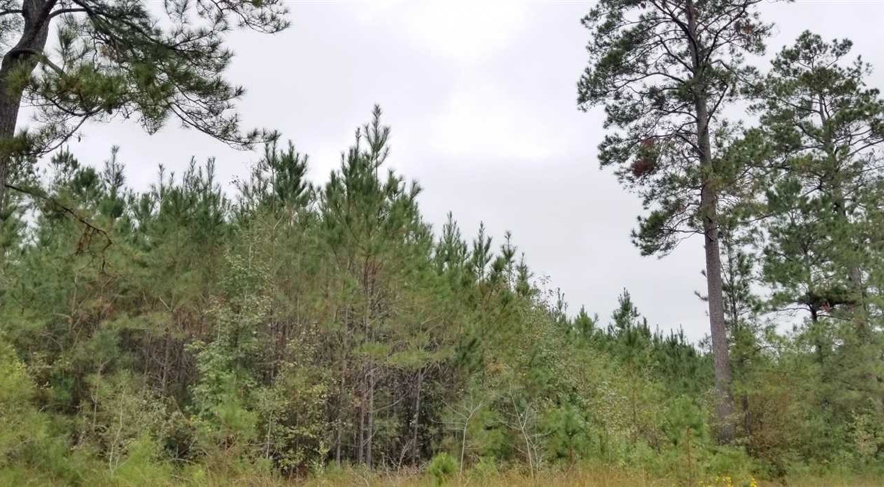 19 Acres of Land for Sale in winn County Louisiana