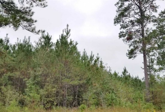 19 Acres of Land for Sale in winn County Louisiana