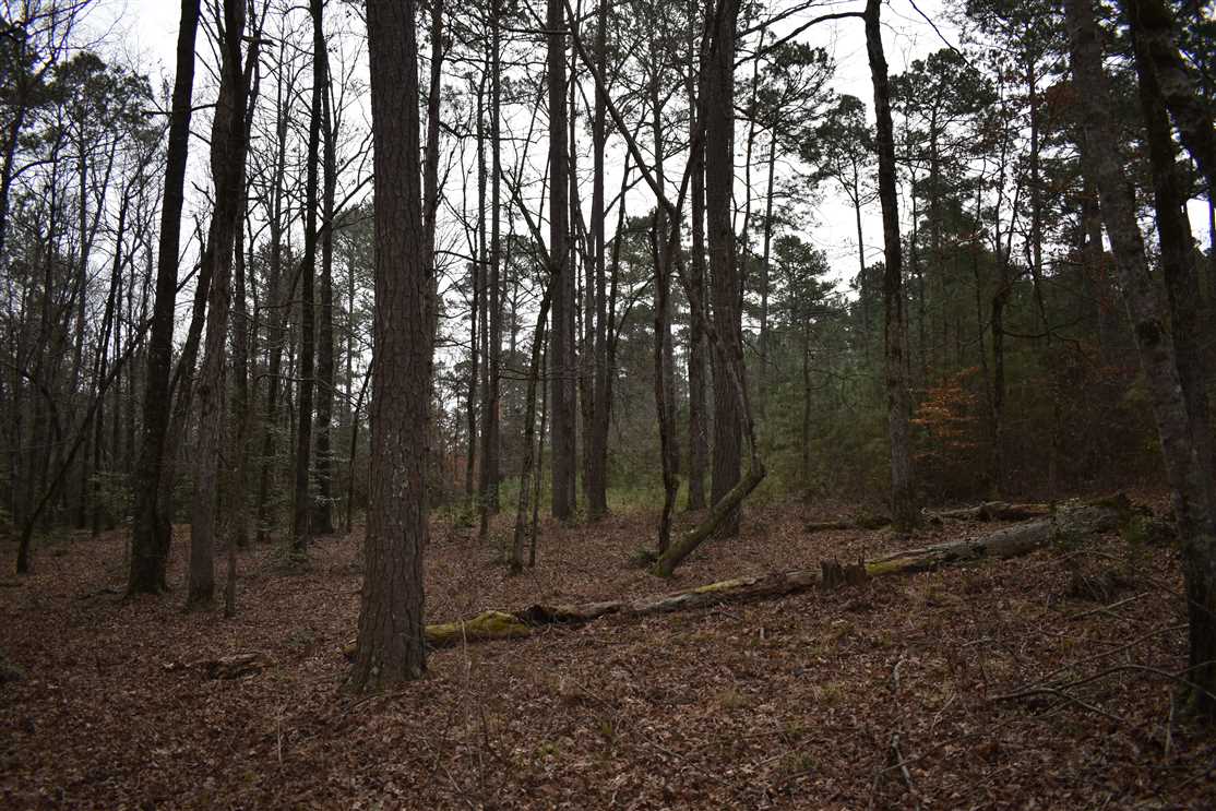 40 Acres of Land for Sale in nevada County, Arkansas