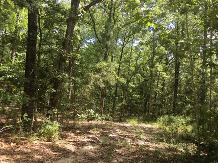 Beckom Tract Hwy 473, Sabine Parish, 191 Acres +/- Real estate listing