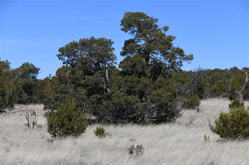 40.04 Acres of Land for sale in torrance County, New Mexico