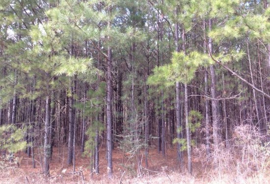 80 Acres of Land for Sale in caldwell County Louisiana