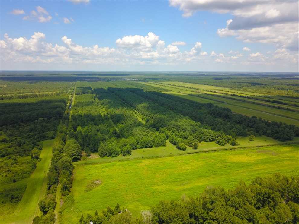 564 Acres of Hunting Land For Sale in Hyde County NC! Real estate listing