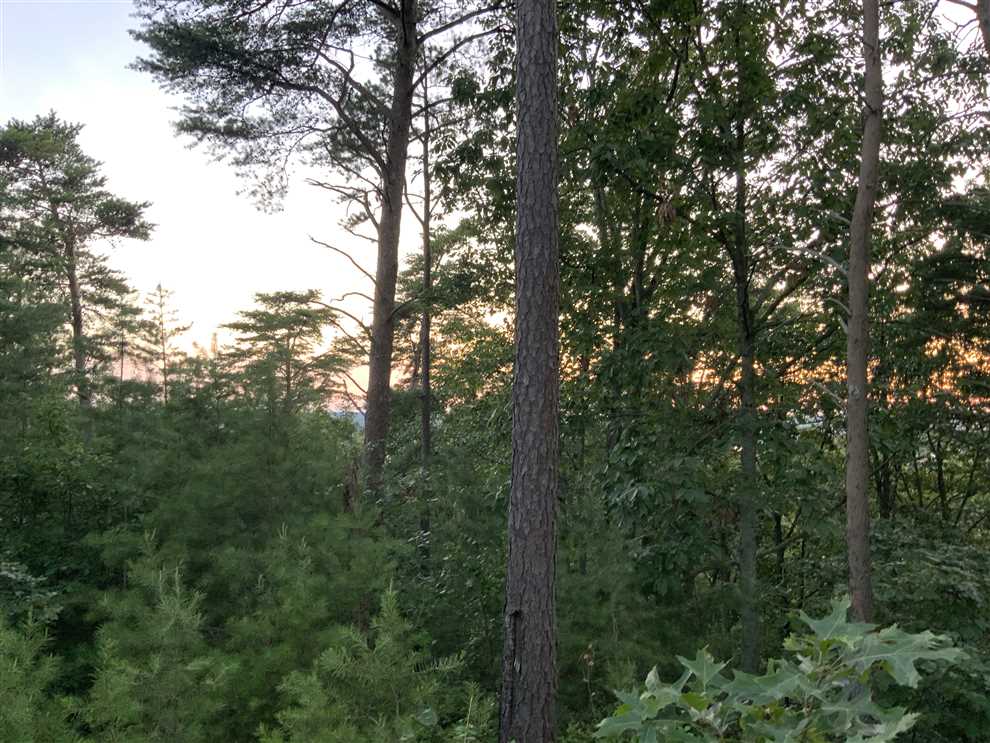 Timberland real estate available to buy